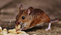 post-construction-termite-treatment Experts in North Chesterfield